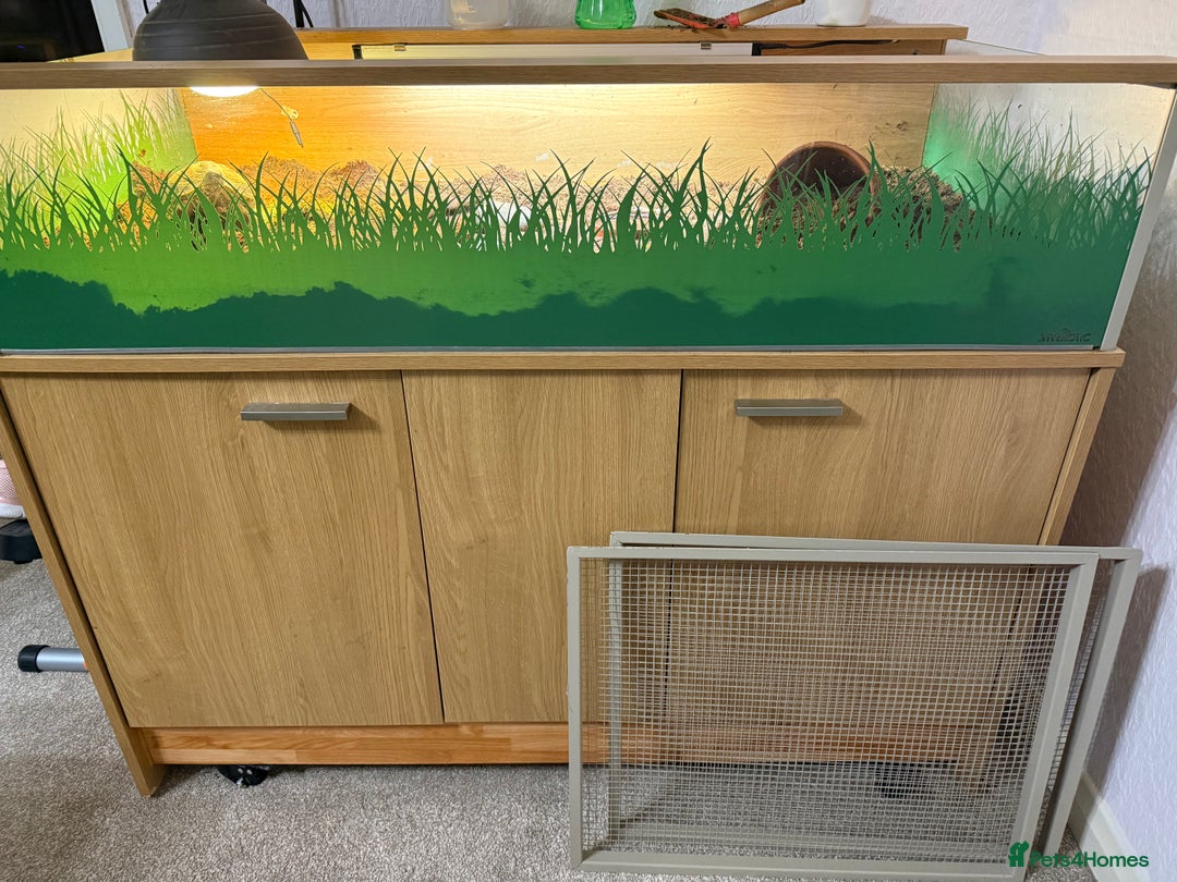 Tortoise reptiles for sale: Horsefield Tortoise for sale - Advert 5