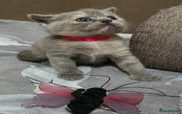 British Shorthair cats for sale: Beautiful BSH Kittens  - Advert 26