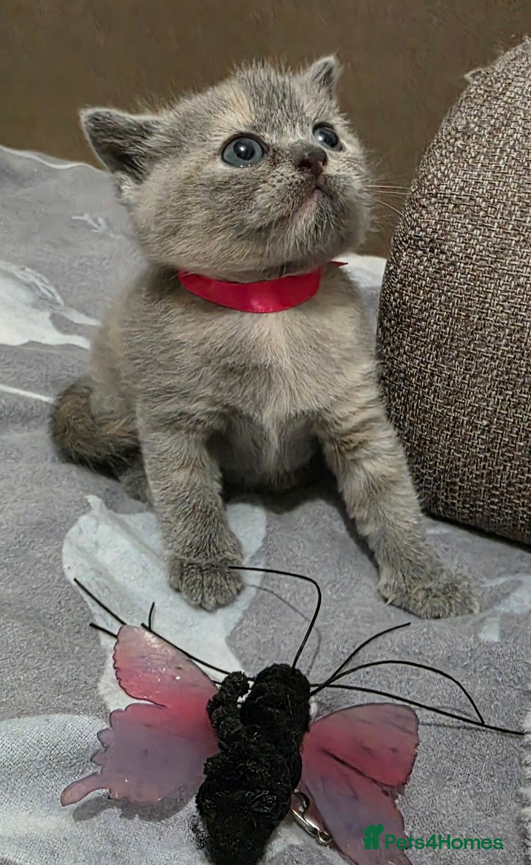 British Shorthair cats for sale: Beautiful BSH Kittens  - Advert 26