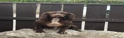 Cocker Spaniel dogs for sale: 7 beautiful cocker spaniel puppies for sale  - Advert 2