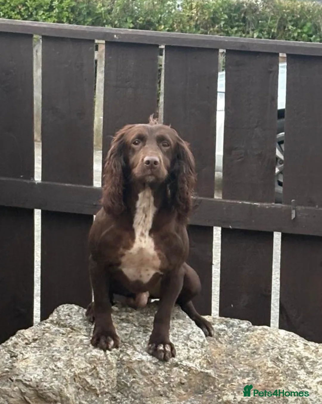 Cocker Spaniel dogs for sale: 7 beautiful cocker spaniel puppies for sale  - Advert 2