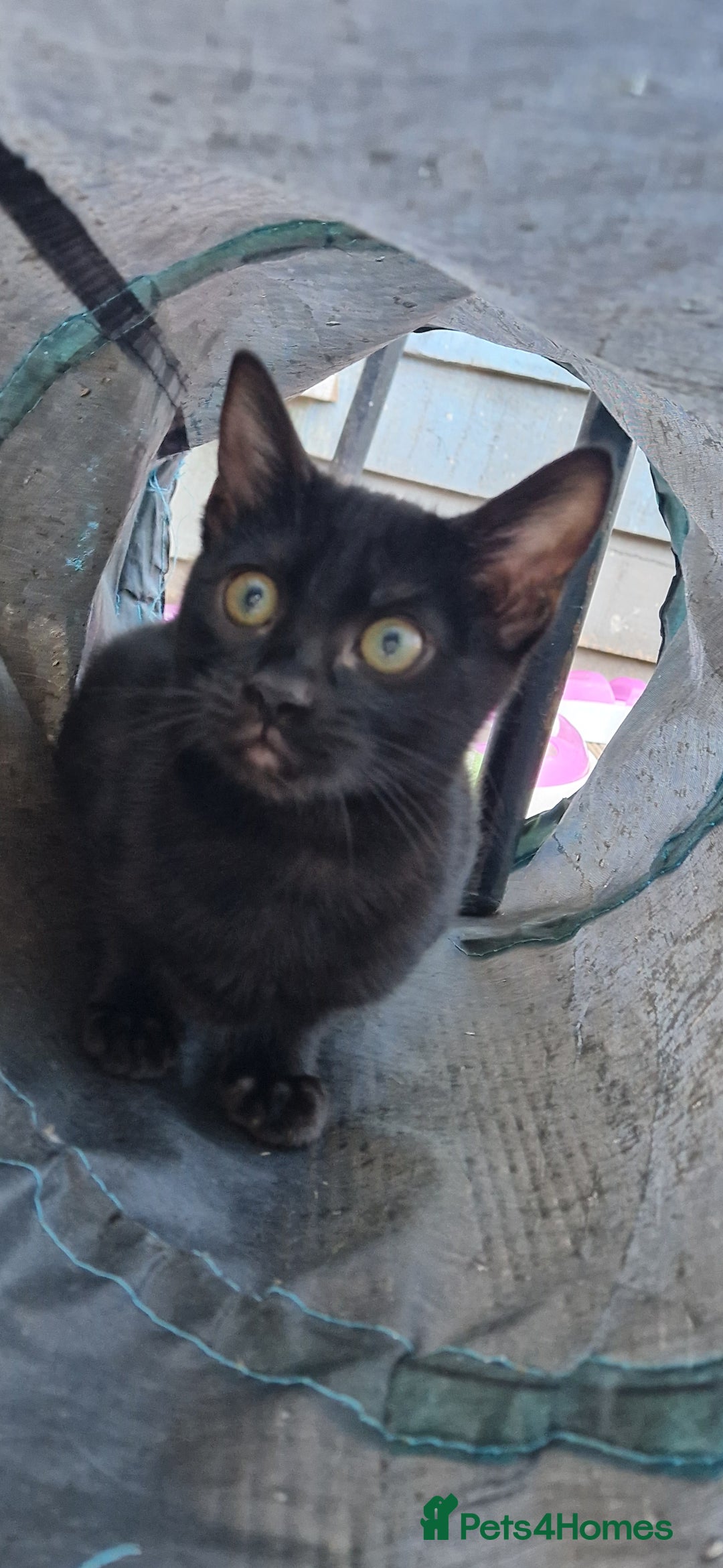 Mixed Breed cats for sale: Bengal, Siamese mix. 7/8ths Bengal 1 /8th Siamese  - Advert 10