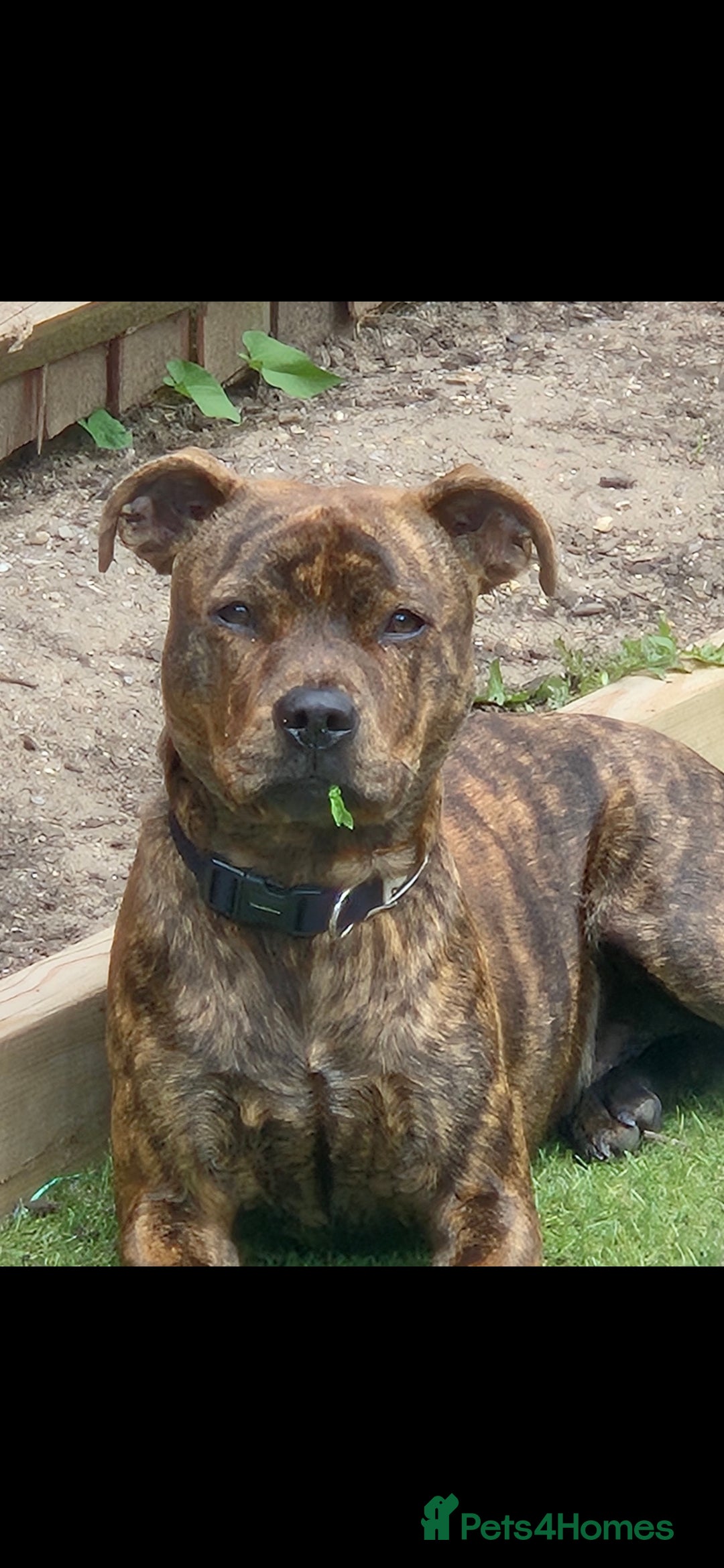 Staffordshire Bull Terrier dogs Staffy - Advert 1