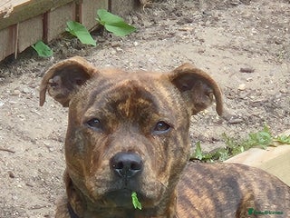 Staffordshire Bull Terrier dogs Staffy - Advert 1
