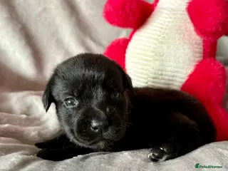 Mixed Breed dogs Gorgeous Old English mastiff x Labrador puppies - Advert 11