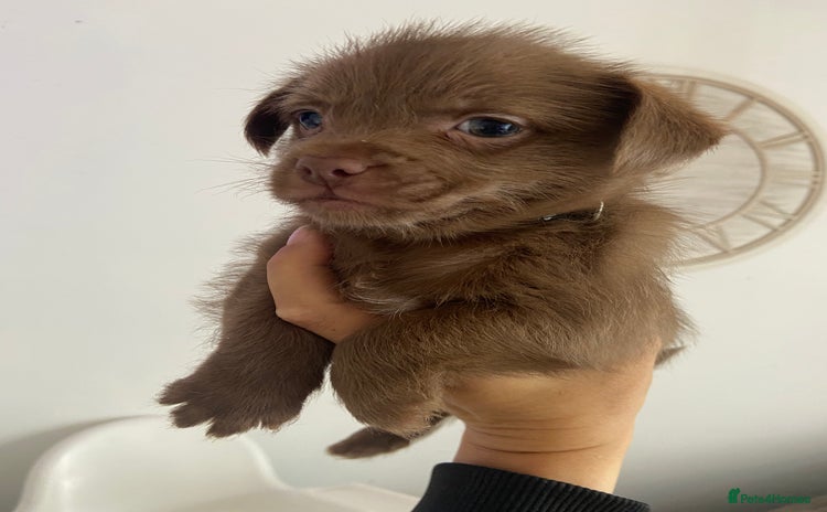 Mixed Breed dogs - Advert 7