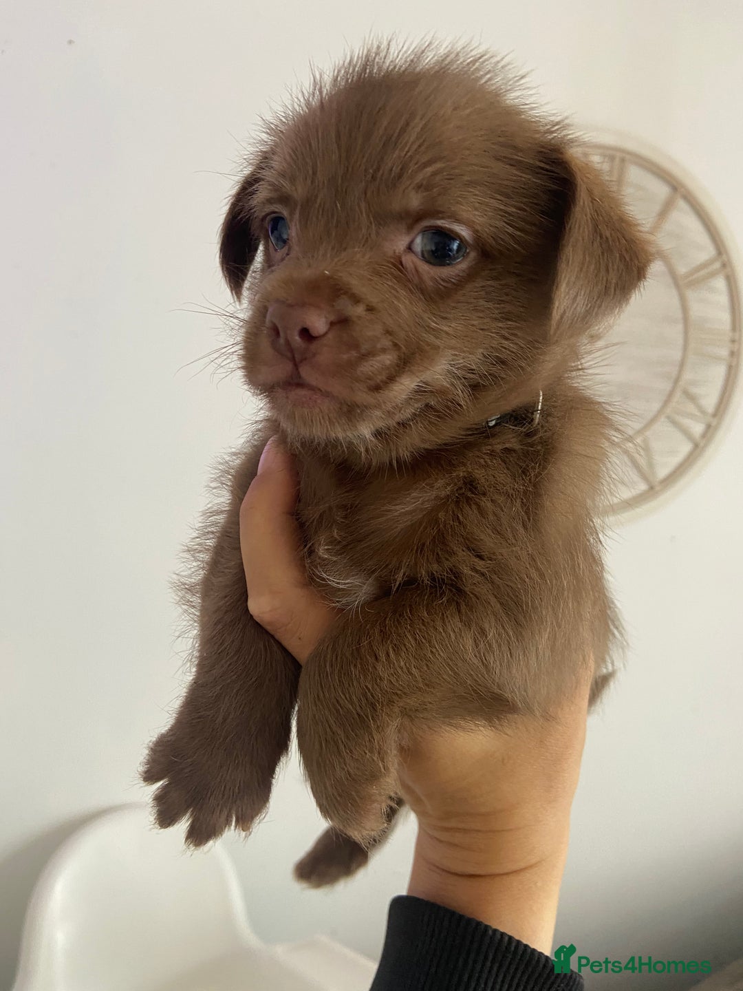 Mixed Breed dogs for sale: Shitzu x Jack Russell puppies  - Image 1