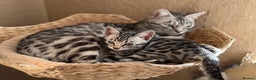 Bengal cats for sale: ⭐️Divine silver black spotted tabby bengal ⭐️ - Advert 22