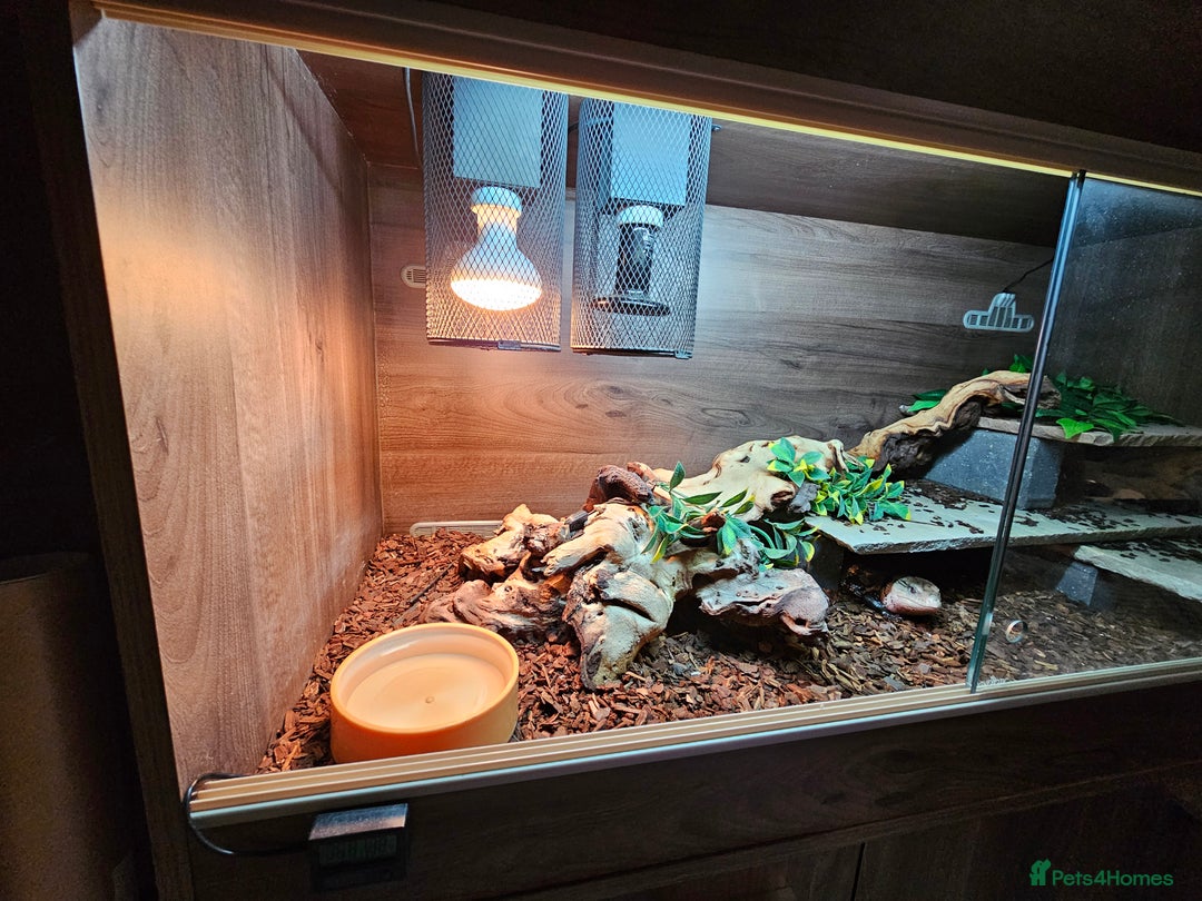 Skink reptiles for sale: Blue Tongued Skink-Male enclosure and cabnet setup - Advert 18
