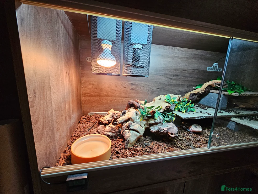 Skink reptiles for sale: Blue Tongued Skink-Male enclosure and cabnet setup - Advert 18