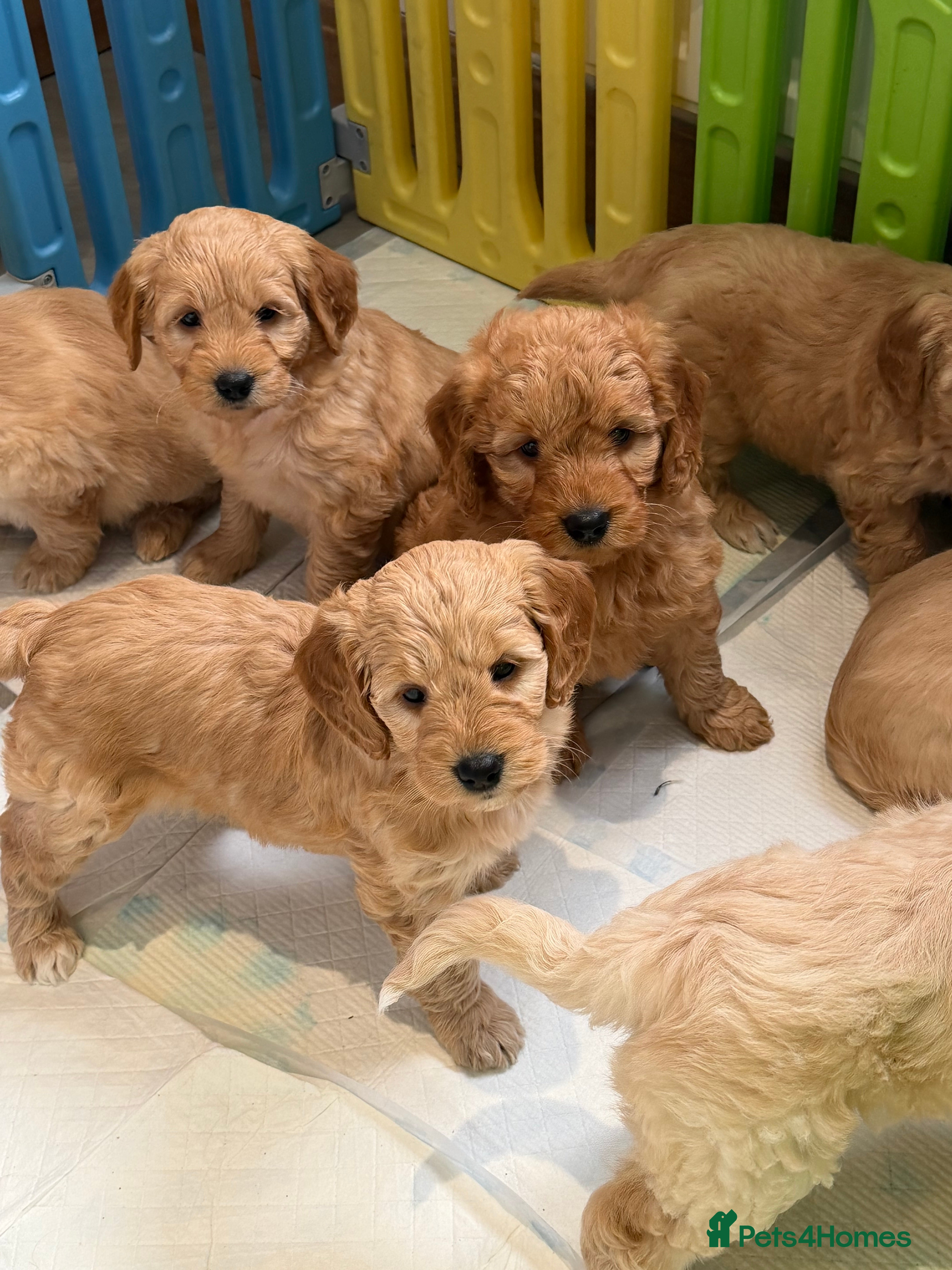 Mini Goldendoodle dogs Lovely Golden doodle puppies ready now  - Advert 4