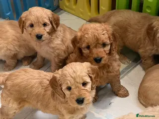 Mini Goldendoodle dogs Lovely Golden doodle puppies ready now - Advert 4