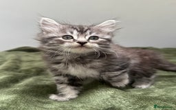 Scottish Fold cats for sale: Gorgeous fluffy Scottish Fold x DSH kittens - Image 29