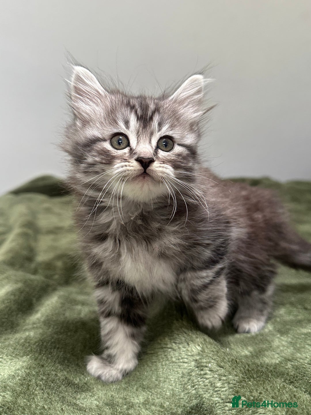 Scottish Fold cats for sale: Gorgeous fluffy Scottish Fold x DSH kittens - Image 29
