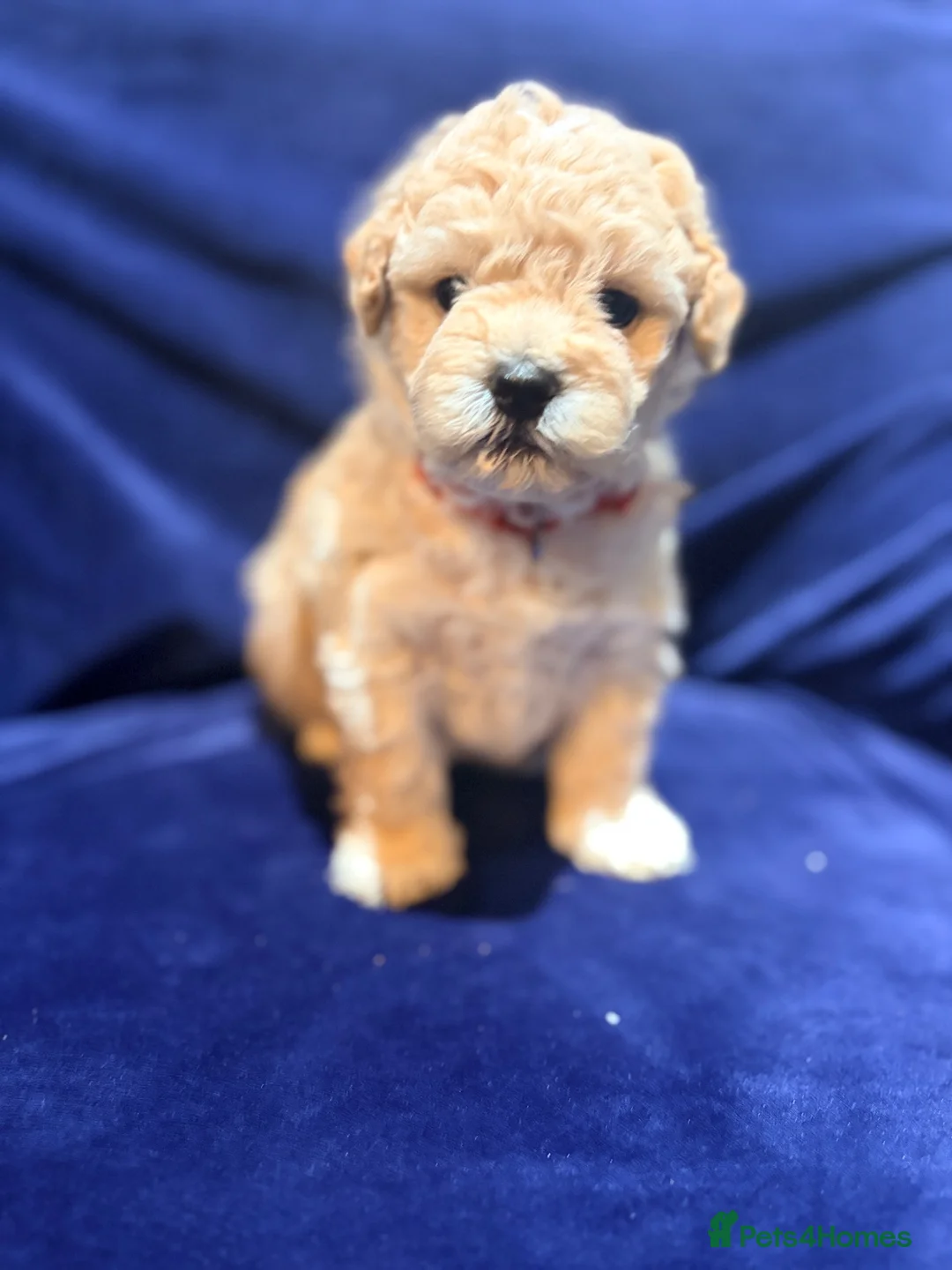 Poochon dogs for sale: Toy poodle/bichon - Advert 1