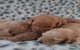 Cavapoo dogs for sale: 🧡 FABULOUS F1B CAVAPOO PUPPIES 🧡 - Image 2