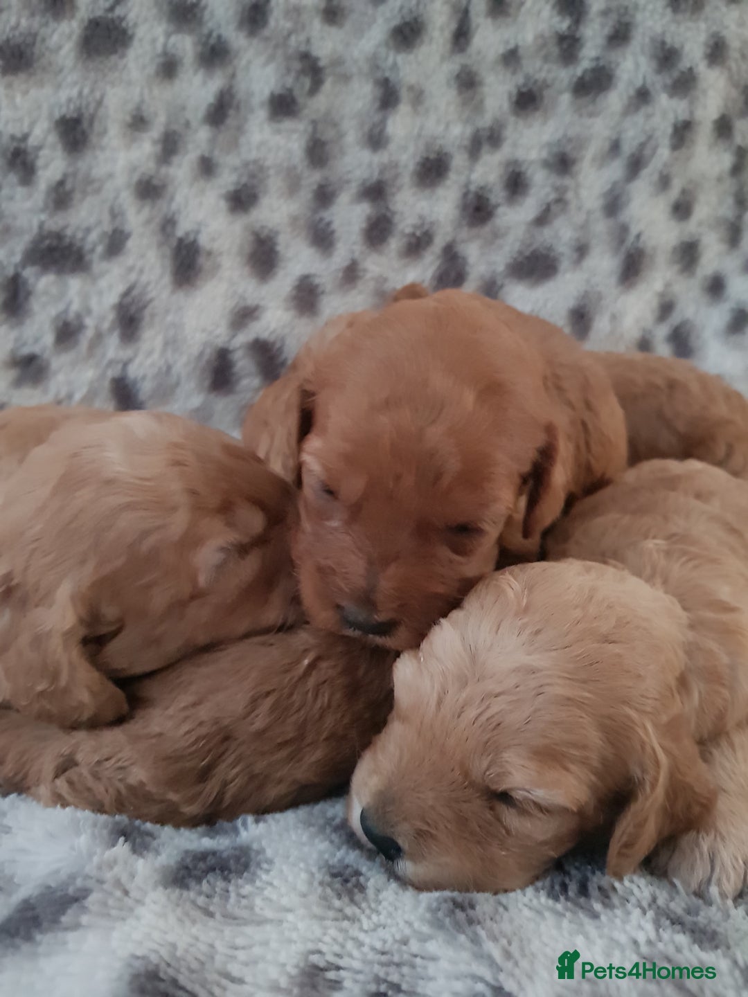 Cavapoo dogs for sale: 🧡 FABULOUS F1B CAVAPOO PUPPIES 🧡 - Image 2