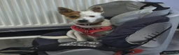Mixed Breed dogs for sale: Jackstaff 8 months old  - Advert 3