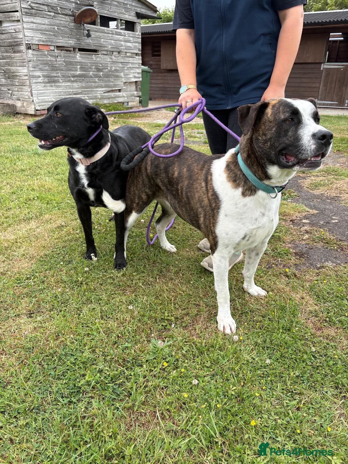 Mixed Breed dogs for adoption: Cherry urgently needs a foster or adoption  - Advert 2