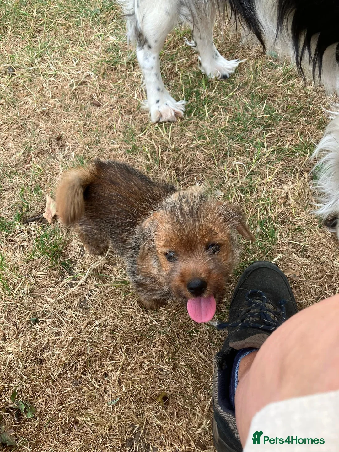 Norfolk Terrier dogs for sale: ONE male pup available in Reading - Advert 2