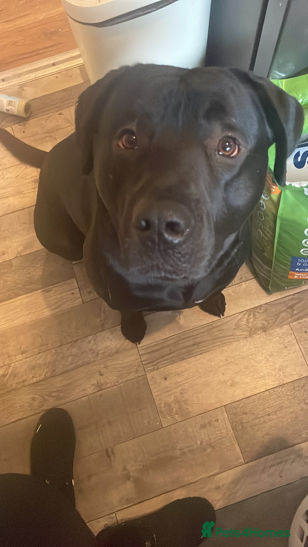 Mixed Breed dogs for sale: Vinnie - Advert 2