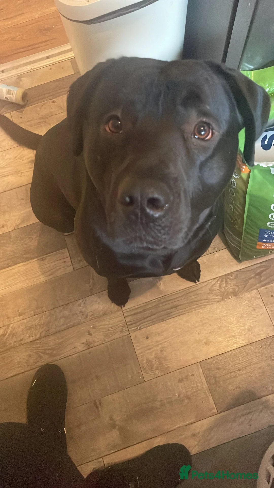 Mixed Breed dogs for sale: Vinnie - Advert 2