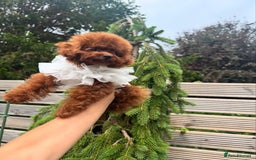 Toy Poodle dogs for sale: Asian Poodle Girl  in London - Image 11