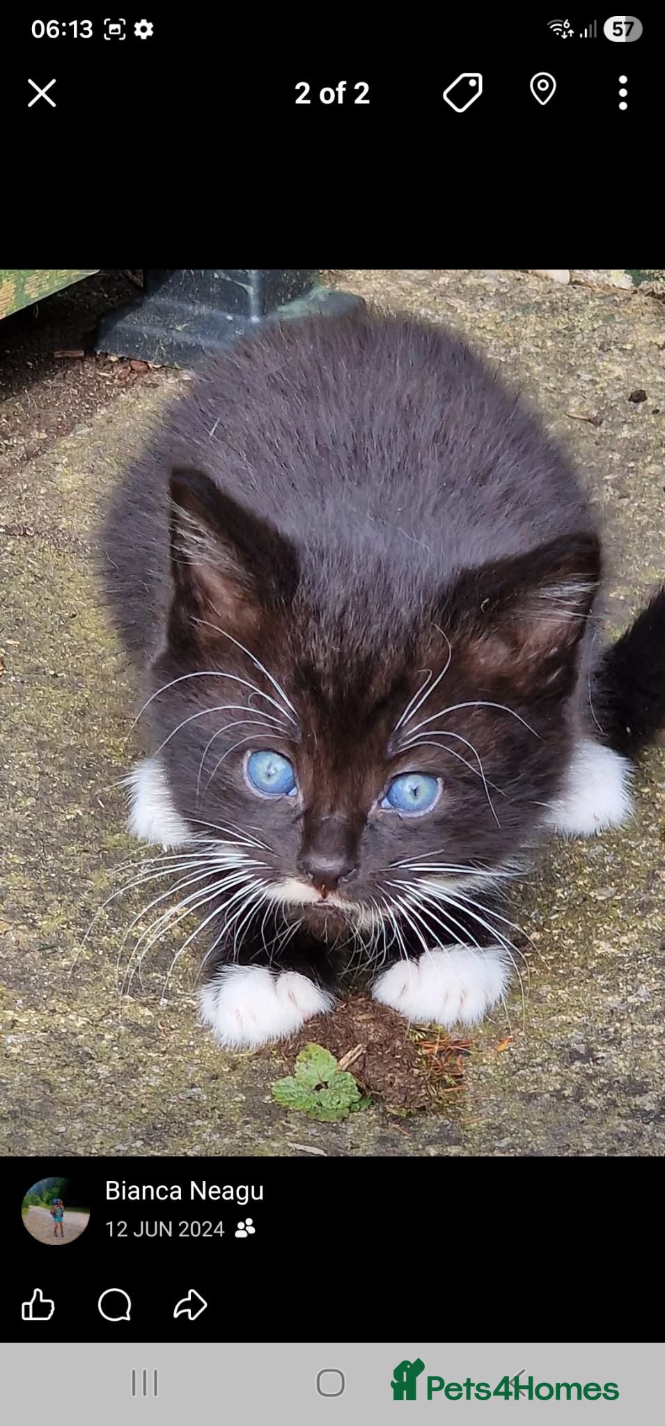 Mixed Breed cats 3 tuxedo kittens and 1 black kitten - Advert 17
