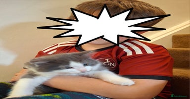 Ragdoll cats - Advert 1