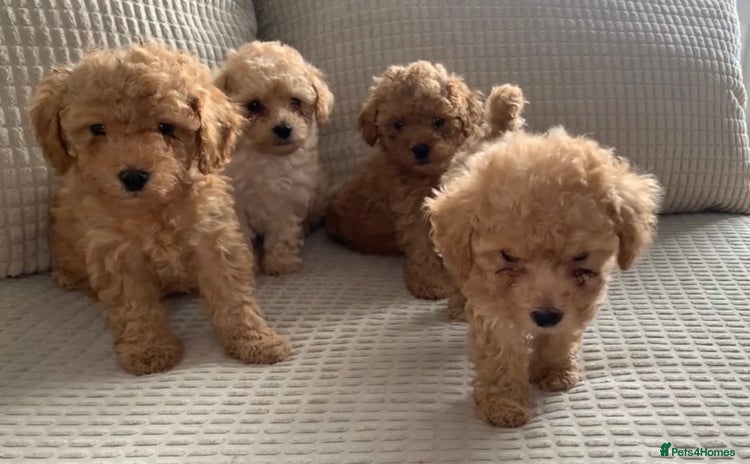 Poochon dogs - Advert 1