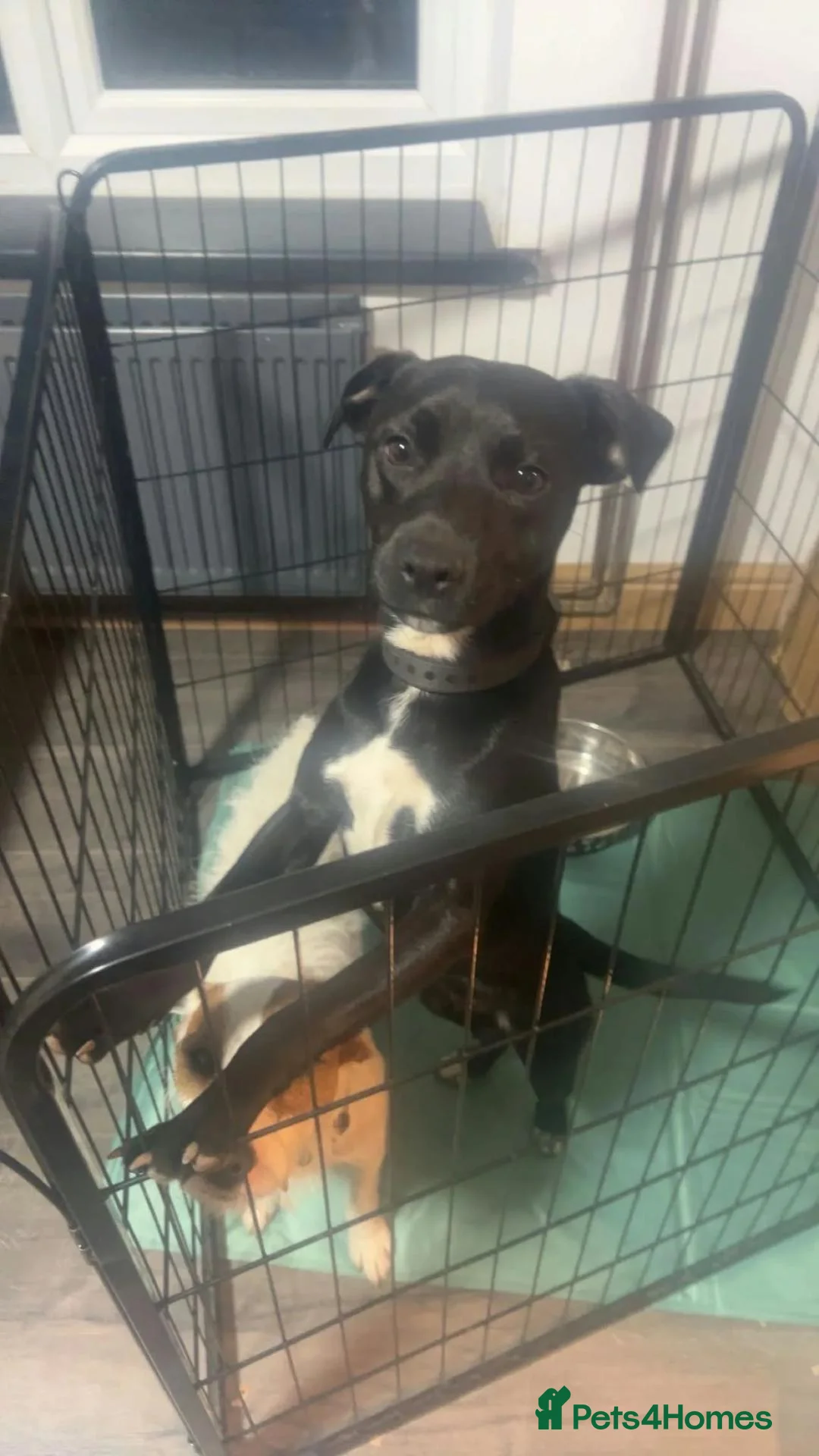 Patterjack dogs for adoption: Ted    - Advert 1