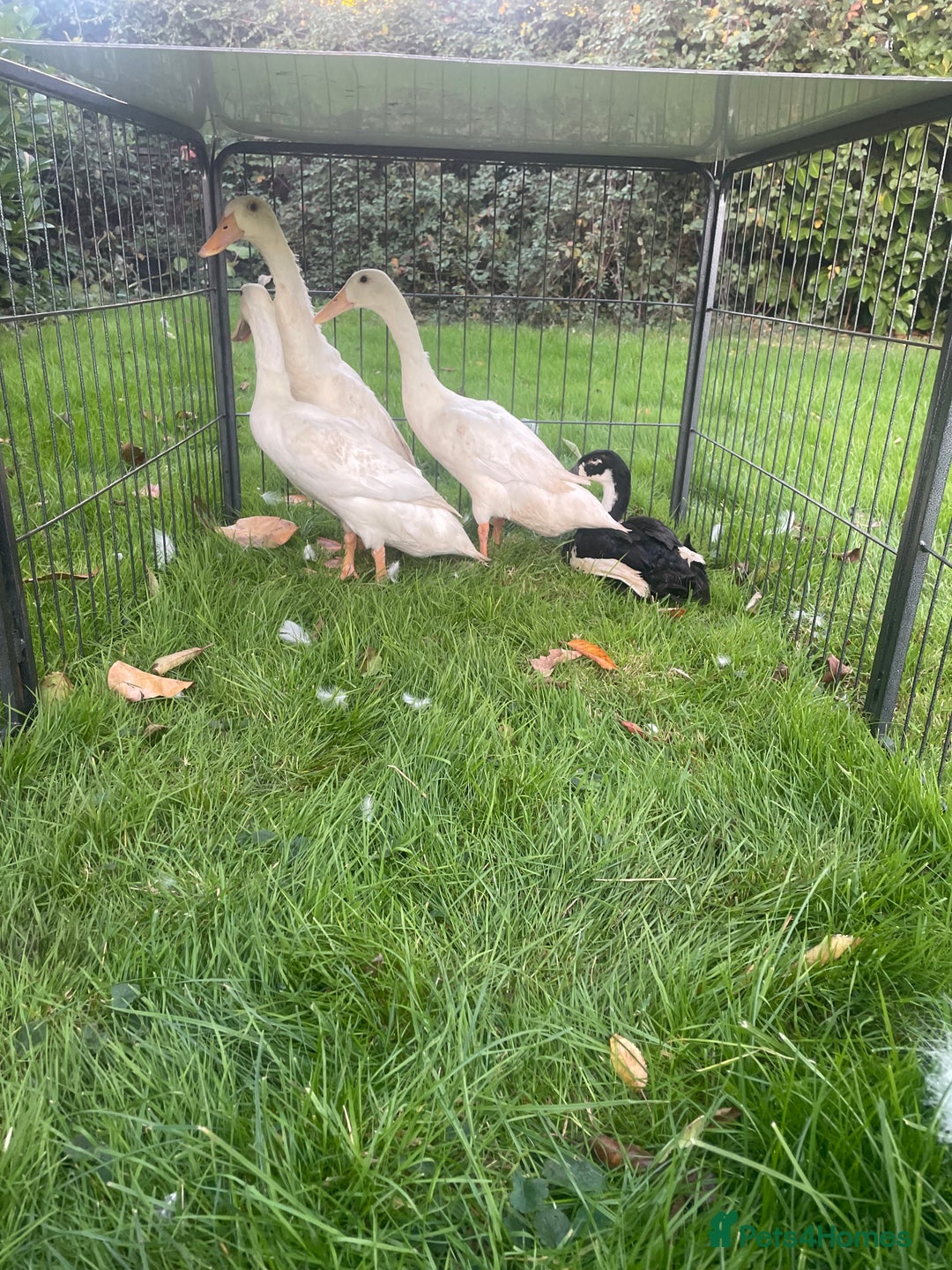 Ducks poultry for sale: Khaki Campbell and Cherry Valley Ducks - Image 6
