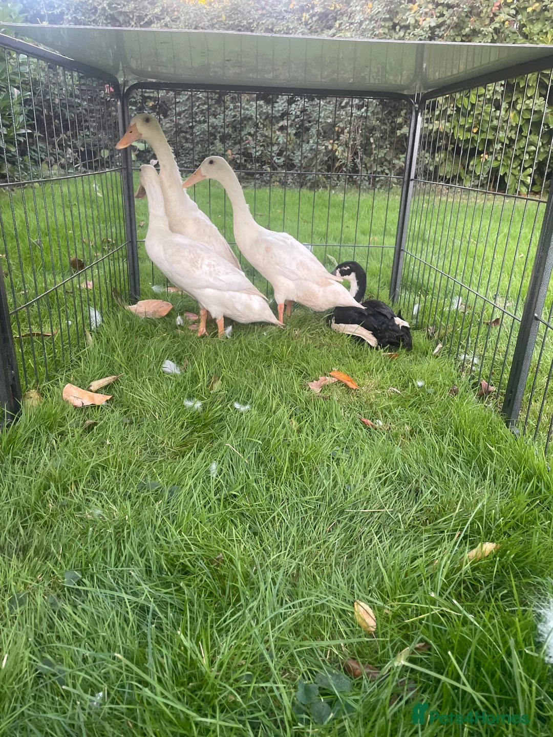 Ducks poultry for sale: Khaki Campbell  - Advert 6