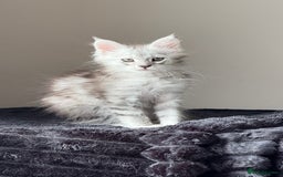 Maine Coon cats for sale: READY TO LEAVE  in Brighouse - Image 14