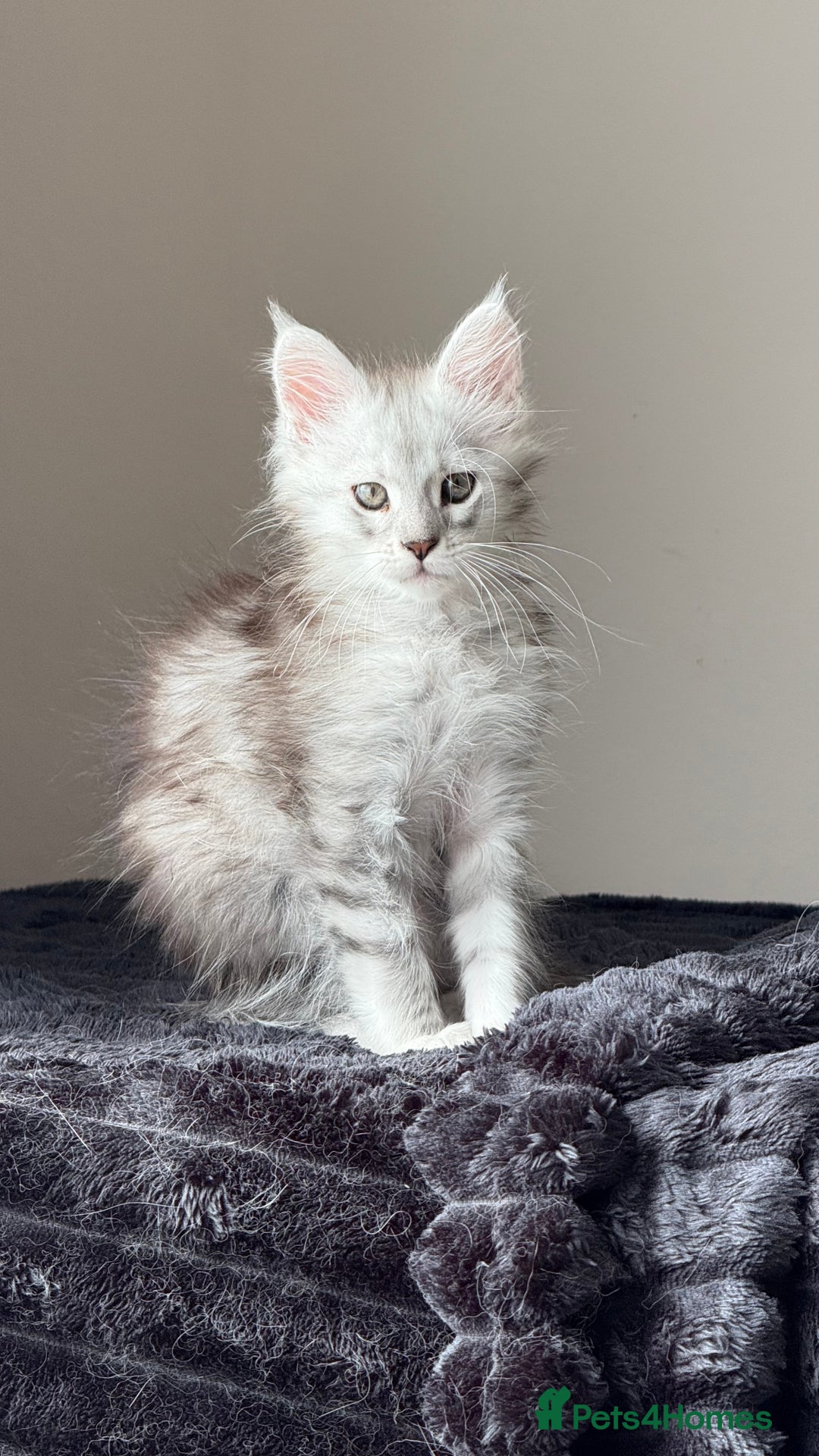 Maine Coon cats for sale: READY TO LEAVE  in Brighouse - Image 14
