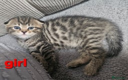 Scottish Fold cats for sale: Beautiful Scottish fold/straight ears kittens 😸  - Image 3