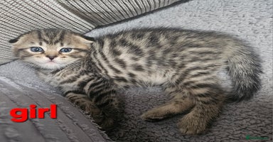 Scottish Fold cats - Advert 12