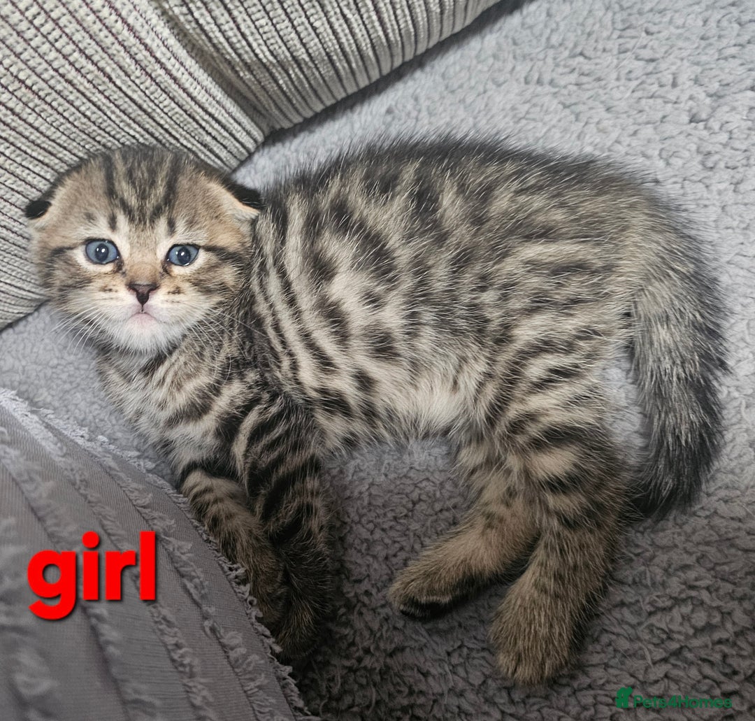 Scottish Fold cats for sale: Beautiful Scottish fold/straight ears kittens 😸  - Image 3