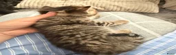 Mixed Breed cats for sale: Very beautiful marbled and striped cats - Advert 13