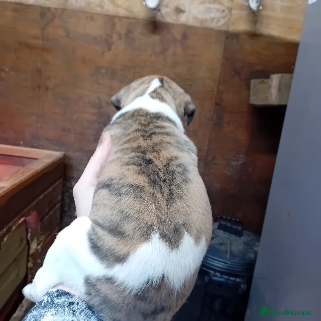 Mixed Breed dogs for sale: Bull whippet pups in Caerphilly - Advert 7