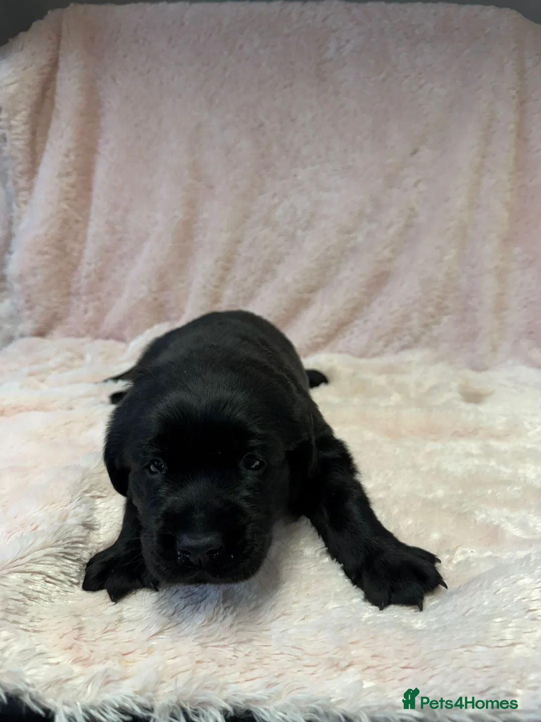 Goldador dogs for sale: 1 Gorgeous Black Goldador - now available - Advert 7