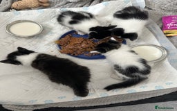 Mixed Breed cats for sale: Kittens - Image 2