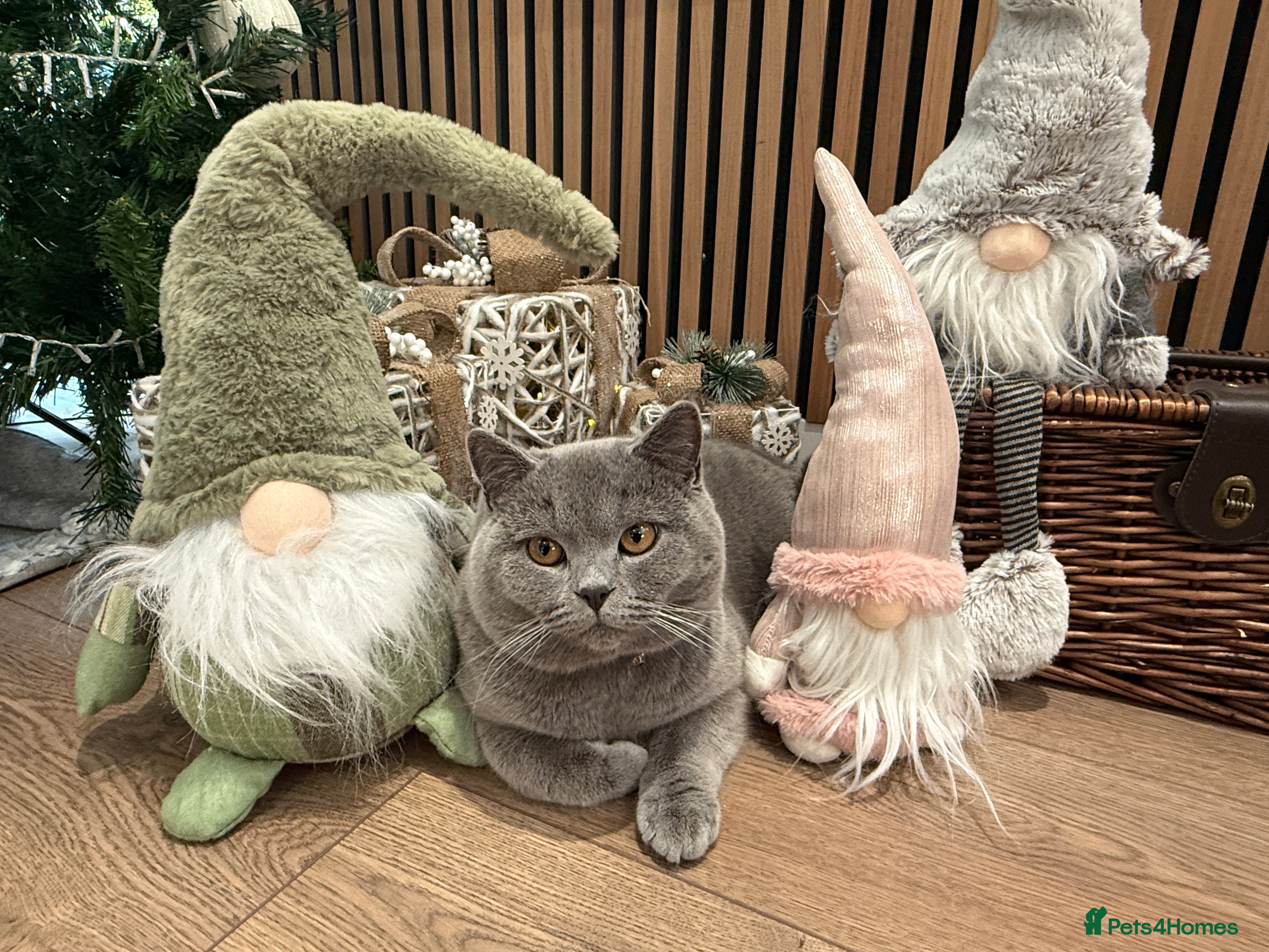 British Shorthair cats British Shorthair male – stud available - Advert 1