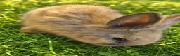 Lionhead rabbits for sale: Beautiful Lionhead Babies  - Advert 10