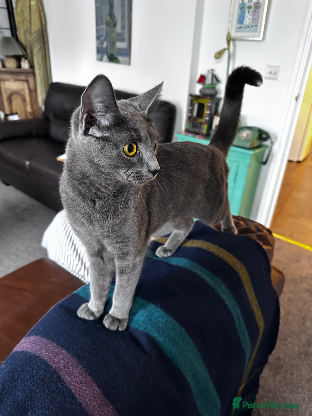 Mixed Breed cats for sale: Russian blue x Bengal - Advert 2