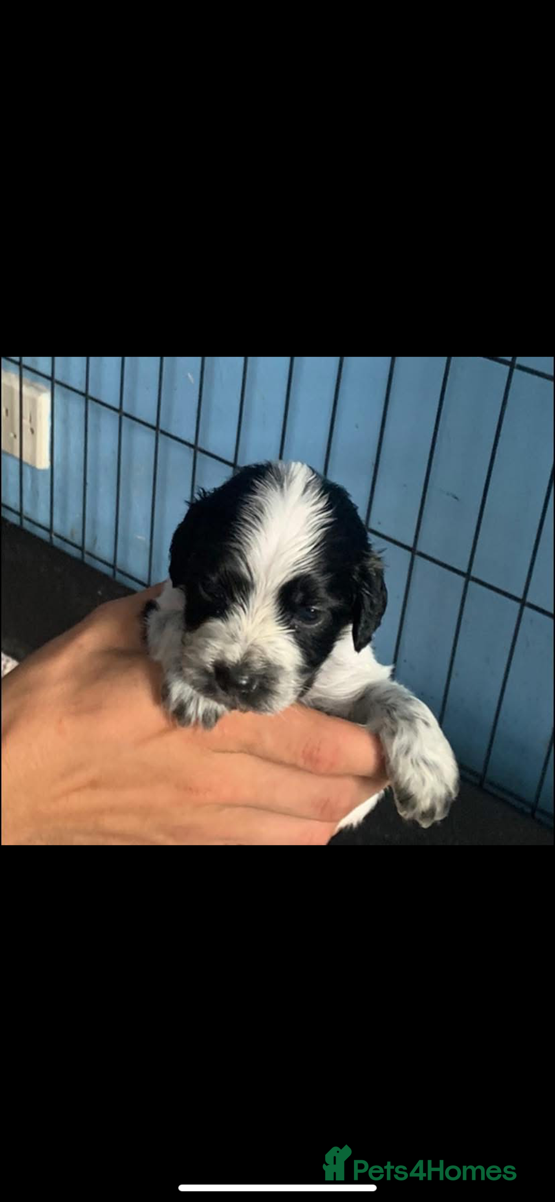 Cocker Spaniel dogs for sale: Beautiful cocker spaniels  - Image 12