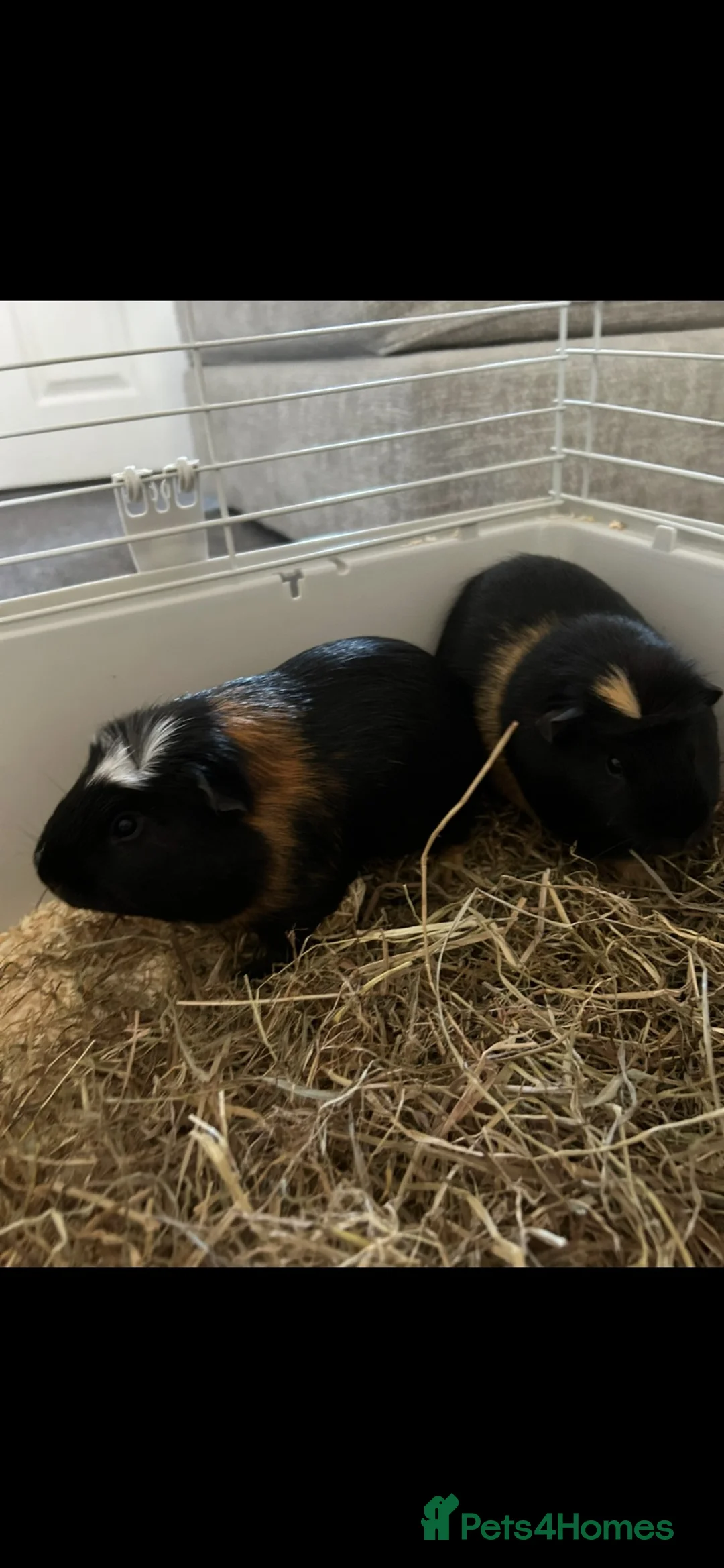 Guinea Pig rodents for sale: Two friendly guinea pigs  in Leicester - Advert 2