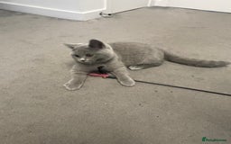 British Shorthair cats for sale:  BRITISH SHORTHAIR BOYS AVAILABLE  - Image 8