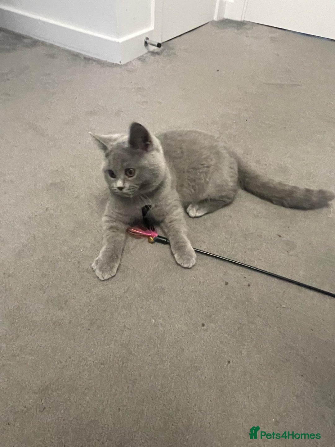 British Shorthair cats for sale:  BRITISH SHORTHAIR BOYS AVAILABLE  - Image 8