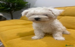 Bichon Frise dogs for sale: Small in weight and hight ,beautiful Toto is ready - Image 8